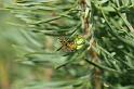 Araniella_cucurbitina_D2984_Z_88_NP De Hoge Veluwe_Nederland